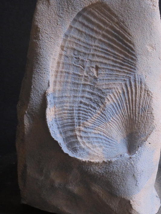 Footprint of the sea n ° 1